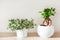 Houseplants fittonia and ficus microcarpa ginseng in white flowerpot