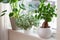 Houseplants fittonia, monstera and ficus microcarpa ginseng in white flowerpots on window