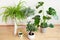 Houseplants fittonia, monstera, nephrolepis and ficus microcarpa ginseng in white flowerpots