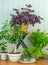 Houseplants in flower pots on a wooden floor against a blue background