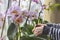 Houseplants and flowerpots care concept. Hands and orchid flowers on windowsill close up.