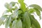 Houseplants: green Spathiphyllum big plan