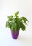 Houseplants: green Spathiphyllum in the purple pot