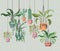 Houseplants in macrame hangers