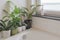 Houseplants need moisture. Placement of houseplants in the bathroom