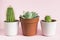 Houseplants on pink background