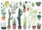 Houseplants in pots set. Collection of beautiful natural home decorations. Greenhouse or home garden with plants and cacti growing