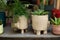 Houseplants in pots on terrace. Plant care. Green rhipsalis and agave succulent plant in pots. Home Mini garden of succulents. Hom