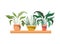 Houseplants with potted on shelf isolated icon