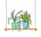 Houseplants with potted on shelf isolated icon