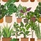 Houseplants seamless pattern. Indoor plants in ceramic brown pots stand in line