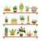 Houseplants on shelf. Flower in pot, potted houseplant and plant pots. Home plants on shelves isolated vector