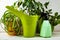 Houseplants, watering can and spray bottle on a wooden background