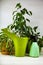 Houseplants, watering can and spray bottle on a wooden background