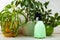 Houseplants, watering can and spray bottle on a wooden background