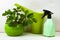 Houseplants, watering can and spray bottle on a wooden background