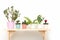 Houseplants on a wooden bench on white