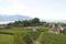 Houses amidst Vineyards