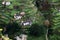 Houses on cultivated terraced fields on the hill on the island of Madeira.