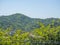 Houses on a green hill. City in nature. Beautiful landscape. Outskirts of the southern city. houses in the dense forest on the