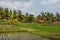 Houses in the jungle. Bali landscape