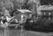 Houses on the riverside under trees in black and white