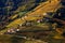 Houses on the slope of the hill with vineyards in Italy.