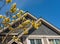 Houses in suburb in the north America. Top of a house with nice windows. Beautiful Home Exterior with spring flowers