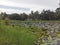 Houses and surroundings near a traditional lake in Sri Lanka.