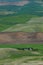 Houses in wheat field