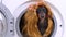 Housewife dog in wig barks and jumps out drum of washing machine with laundry