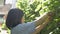 Housewife trimming climbing plants under morning sunlight at home. Asian woman in casual dress enjoy taking care of small garden.