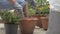 Housewife using a small shovel preparing the soil in a pot for moving and planting in a new clay pot during quarantine at home.