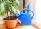 housewife watering houseplants with bright blue watering can, concept of cleaning and house work in apartment