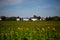 Housing estate in the countryside, modern urbanization, sunflower field