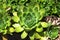 Housleek or Sempervivum tectorum, top view