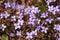 Houstonia pusilla, Least Bluet