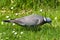 Houtduif, Common Wood Pigeon, Columba palumbus