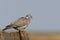 Houtduif; Common Wood Pigeon; Columba palumbus