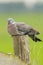 Houtduif, Common Wood Pigeon, Columba palumbus