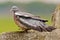 Houtduif, Common Wood Pigeon, Columba palumbus