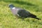 Houtduif, Common Wood Pigeon, Columba palumbus