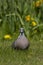 Houtduif, Common Wood Pigeon, Columba palumbus