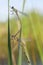 Houtpantserjuffer, Western Willow Spreadwing, Lestes viridis