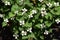 Houttuynia cordata flowers