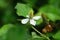 Houttuynia Cordata Thunb herbs and vegetables. and flower of  dokudami Houttuynia cordata a native vegetable. Soft selected focus