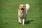 Hovawart Dog, Adult standing on Grass