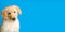 Hovawart golden puppy isolated on blue background. A portrait of a cute Golden Retriever isolated