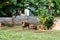 Hovel, shanty, shack in Tonga, Polynesia