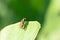 Hover Flies  Helophilus insignis , On the edge of the leaf in the park